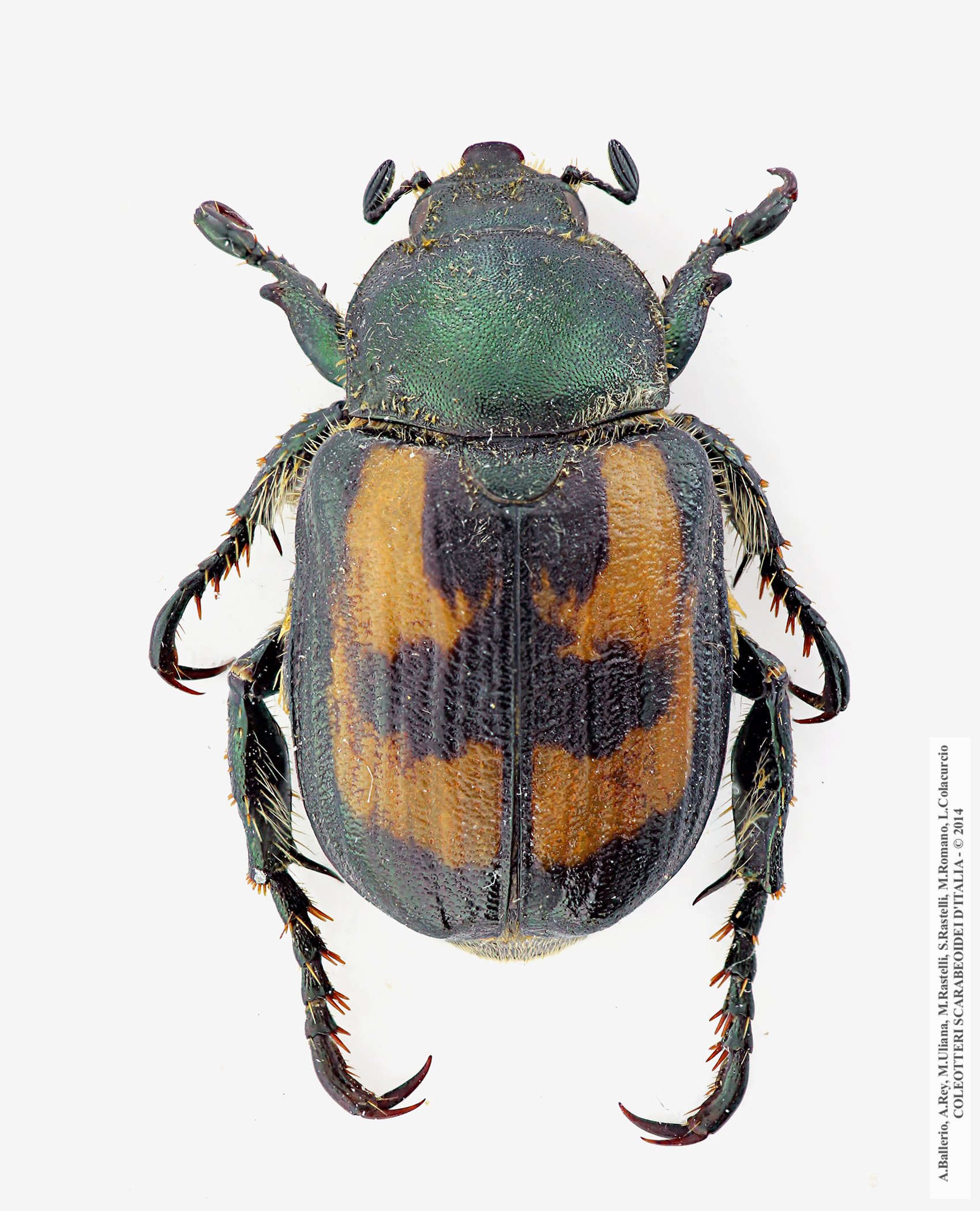 Anisoplia agricola